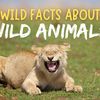 animal.facts_2