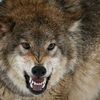 volf1.2