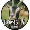 hoa95tvanimal