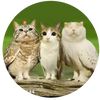 catoc65