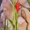 yam185771