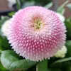 rafi78_rafi