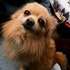 dogphotographyog1