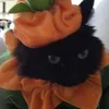cat_kw3p_7