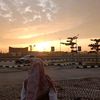 anisatrhmi_