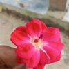 bithi8262