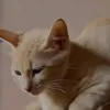 wff_k4