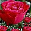 user8863626780019