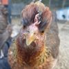 mothercluckinfluffybutts