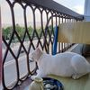 سيده القطط