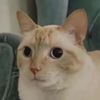 srmeowster