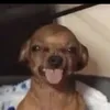 chihuahuaspiritanimal