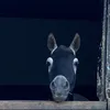 pippaplayswhi
