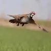 mohamed.amlal4