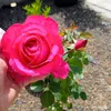 soniareginalean84