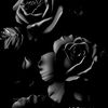 black.baccara8