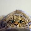 WhiskerVibes