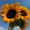 iuptd34