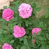 العسكري