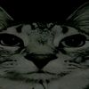 thespacekangaroo5