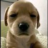 tr_hieu206