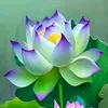 user29709206388267
