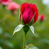 user180858707