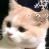 nghaii_06