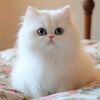 meow singing