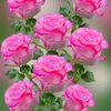 md.janealam.md.ja8