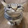 maybetoni0