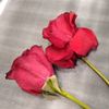 gemi9i255gmail.com