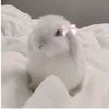 heio_24