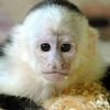capuchinlovermonkey