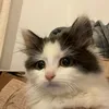 tabbykatz.._