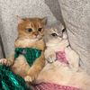 Simba & Tommy