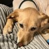 aridoglover