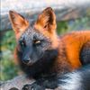 firefoxarereal