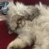 mussmussthemanlypuss