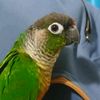 mang0thebirb.0