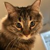 pansyisacat