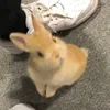 wowbababo