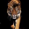 el.travieso351