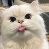 pet_loverbaby12