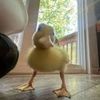 big.back.be.like