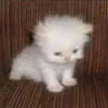 bivjppro