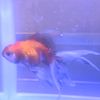 imafish75