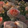 itpd_leah12