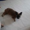 carlixx82