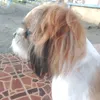 scor.pi0nsss